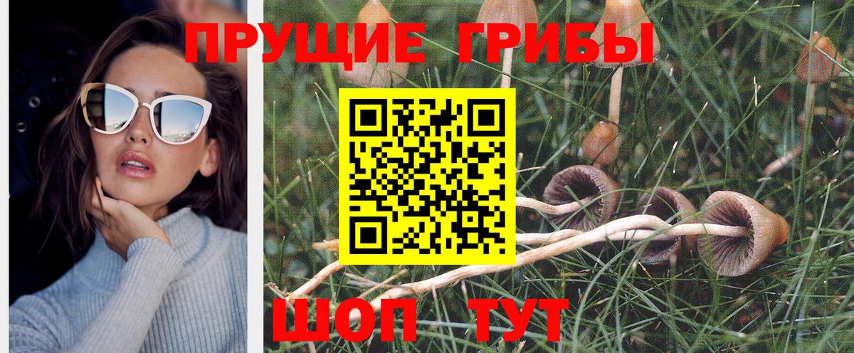 Галлюциногенные грибы Psilocybine cubensis  Можга 